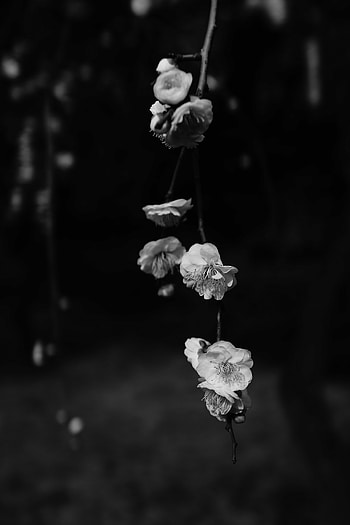 Flowers, Macro, Bloom, Flowering, Branch, Bw, Chb, Spring HD phone wallpaper