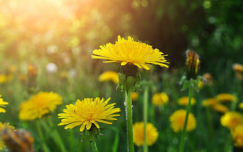 Flowers, Dandelions, Close-Up, Greens, Polyana, Glade HD wallpaper