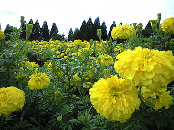 yellow flowers, yellow, flower, trees, sky, nature, flowers, beauty HD wallpaper