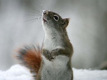 I Smell It In the Air, cold, fur, snow, squirrel HD wallpaper