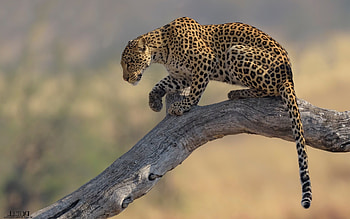 Leopard, cat, Africa, tree HD wallpaper