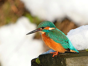 Beautiful Bird, colors, beautiful, bird HD wallpaper