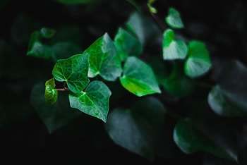 Leaves, Plant, Macro, Stem, Stalk HD wallpaper