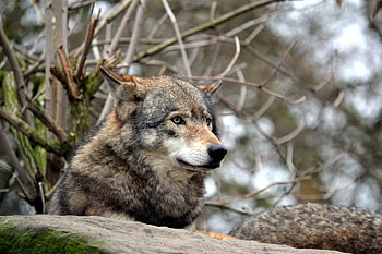 Animals, Predator, Grey, Wolf, Wildlife HD wallpaper