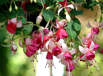 Flowers, Blur, Smooth, Close-Up, Greens, Stamens, Fuchsia HD wallpaper
