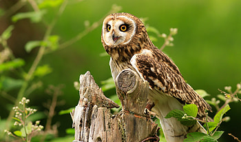 Predator, owl, bird, wildlife HD wallpaper