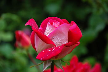 Vibrant red rose with fresh dewdrops, captured in a blooming garden setting. HD wallpaper