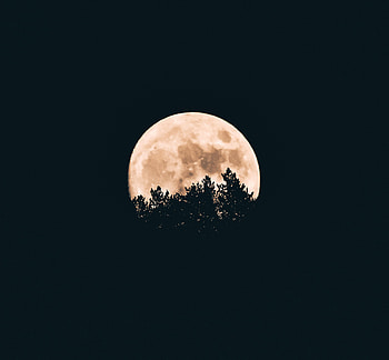 Trees, Night, Moon, Dark HD wallpaper