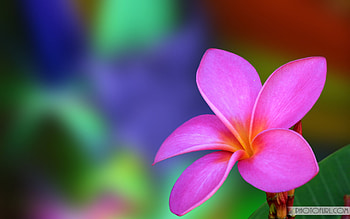 screen, , flower, computer, scenery, , laptops . HD wallpaper