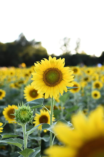 Beautiful vibrant sunflowers in a sunny field, showcasing nature's bright yellow blossoms. HD phone wallpaper