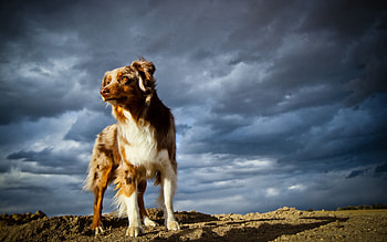 Animals, Stones, Sky, Dog HD wallpaper
