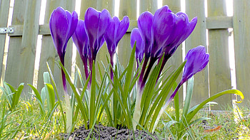 Crocus, blue, spring, fence, blossoms HD wallpaper