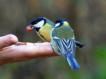 Beautiful Birds, cool, beautiful, birds HD wallpaper
