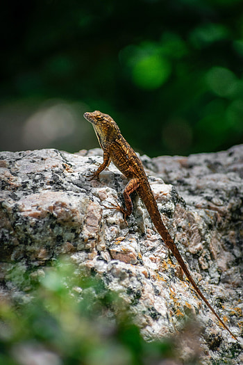 Animals, Rock, Macro, Stone, Lizard, Reptile, Amphibian HD phone wallpaper