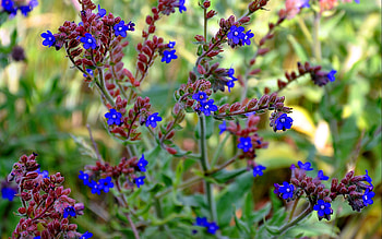 Plants, Flowers HD wallpaper