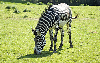 Zebra, animal, stripes, Africa HD wallpaper