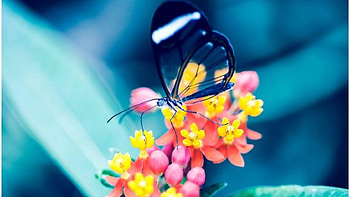 Beautiful Butterfly, animal, wings, butterfly, lunch, insects, flowers HD wallpaper