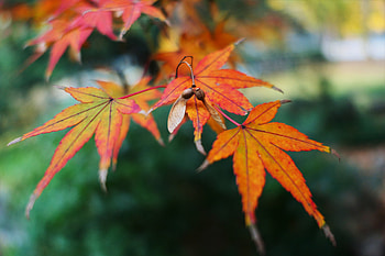 Fall Leaf Autumn Maple Golden Snitch, leaf, fall, autumn, nature HD wallpaper