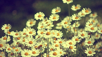 Flowers, Camomile, Field HD wallpaper