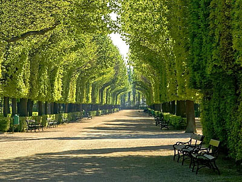 Schonbrunn Garden, trees, garden, rows, light HD wallpaper