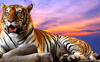 Tiger, animal, wildlife, sky, sunset HD wallpaper