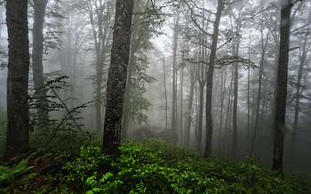 Forest, mist, fog, nature HD wallpaper
