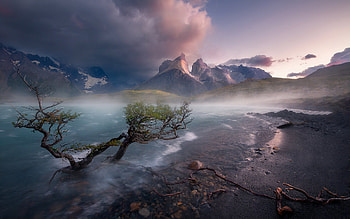 Torres del Paine National Park, NP, toreres del Paine, mountains, tree HD wallpaper