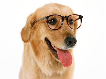 Animals, Dogs HD wallpaper