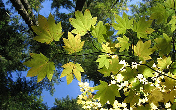 Nature, Leaves, Shine, Light, Branch, Maple HD wallpaper