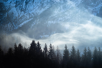Landscape, Nature, Mountains, Snow, Fir-Trees, Fog HD wallpaper