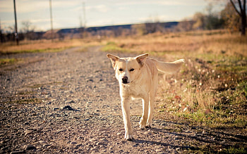 Animals, Road, Dog, Friend HD wallpaper