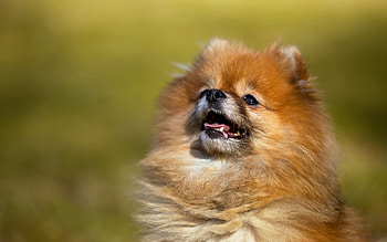 Pomeranian, Stunning , Attractive animal graphy, Background HD wallpaper