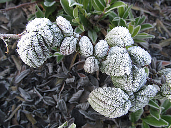 Heavy Frost, Winter, Leaves, Frozen, Plants, Frost, Icy HD wallpaper