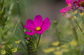 Flowers, Violet, Flower, Macro, Bloom, Flowering, Purple, Kosmeya, Cosmos HD wallpaper