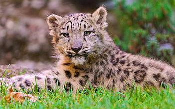 Animals, Grass, Snow Leopard, To Lie Down, Lie, Predator HD wallpaper