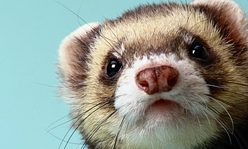 Ferret playfulness, Agile creature, Energetic antics, Spirited companion HD wallpaper
