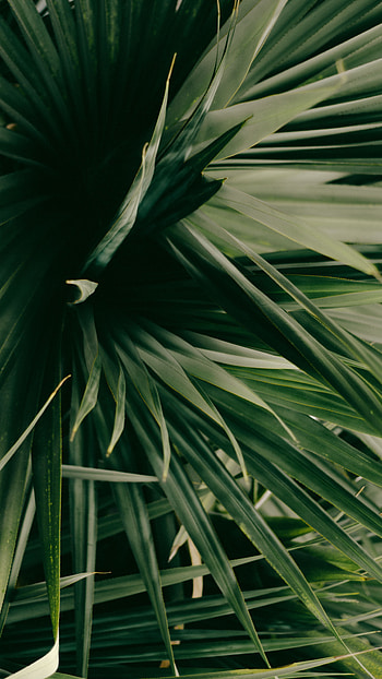 Nature, Leaves, Plant, Shadows HD phone wallpaper