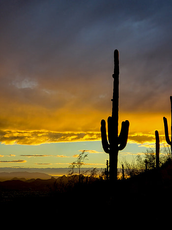 Nature, Cactuses, Sunset, Twilight, Dark, Dusk HD phone wallpaper