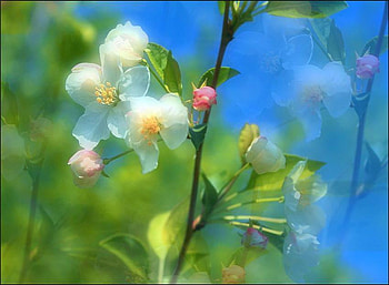 Enjoying the Summer Sun, blue, white, sunlight, branch, pink, pretty, yellow, sky, blossom HD wallpaper