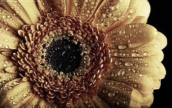 Sunflower, dropslets, water, dew HD wallpaper