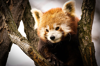 Red Panda: Nature’s Fiery Forest Treasure, Animal, red panda HD wallpaper