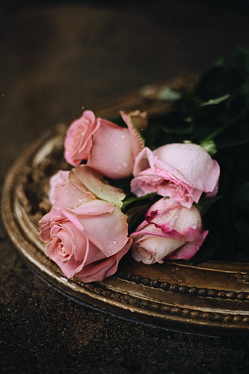 Flowers, Roses, Pink, Drops HD phone wallpaper