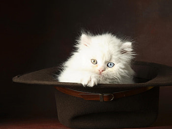 Animals, Cats HD wallpaper