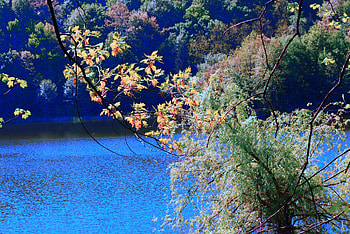 Nature, Rivers, Trees, Branches HD wallpaper