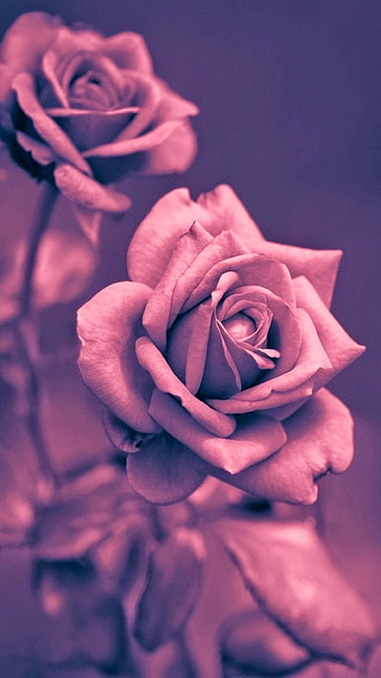 Beautiful Pink Rose Closeup 6 HD phone wallpaper