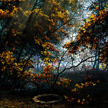 Trees, Art, Autumn, Forest, Foliage, Bicycle, Well HD phone wallpaper