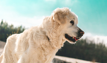 No-pull dog harnesses, Comfortable design, Easy walk, Painless experience HD wallpaper