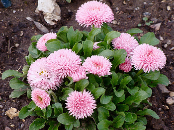 Flowers, Leaves, Earth, Land, Daisies HD wallpaper
