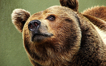 Animals, Muzzle, Eyes, Bear, Satisfied, Content HD wallpaper