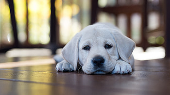 Puppy, Labrador Retrievers HD wallpaper